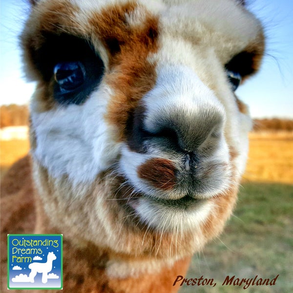Das Foto wurde bei Outstanding Dreams Alpaca Farm von Outstanding Dreams Alpaca Farm am 8/21/2018 aufgenommen