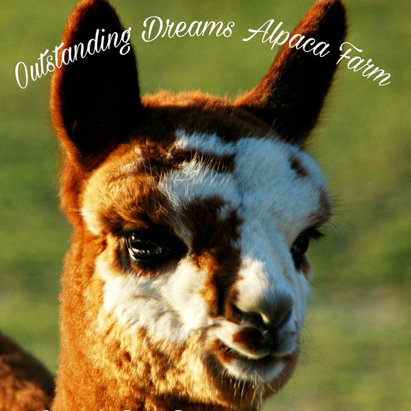 Das Foto wurde bei Outstanding Dreams Alpaca Farm von Outstanding Dreams Alpaca Farm am 4/16/2018 aufgenommen