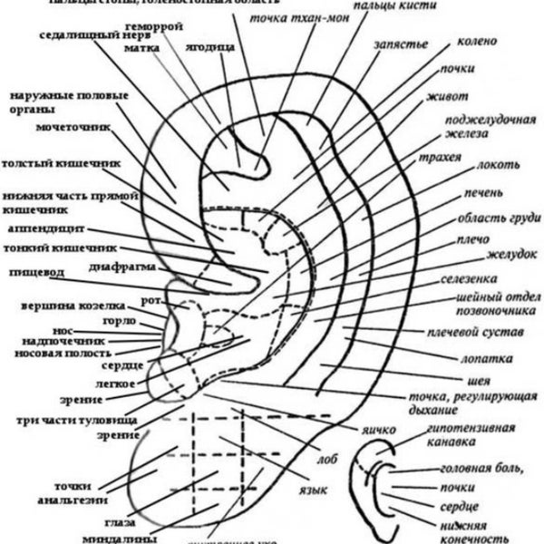 Огулов массаж живота схема