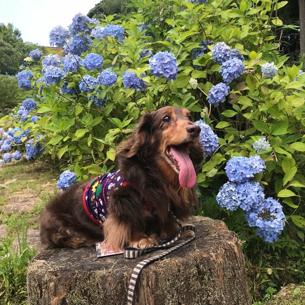 Photos At 花の郷 滝谷花しょうぶ園 宇陀市 奈良県