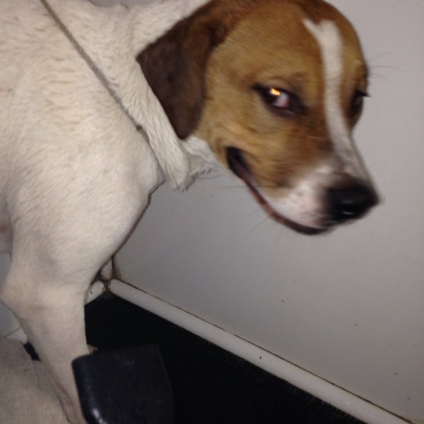 ScooBDo's Pet Service in East Dundee