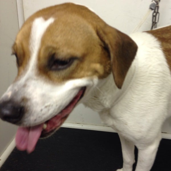 ScooBDo's Pet Service in East Dundee