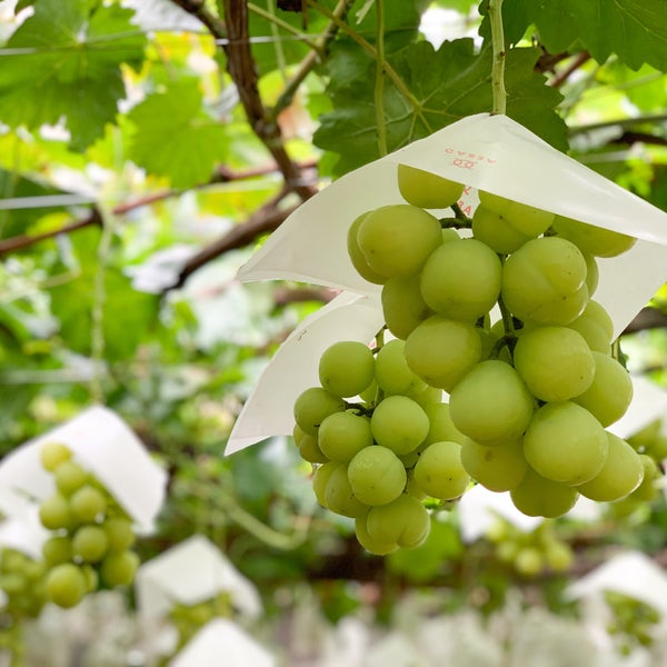 ぶどうの早川園 Vineyard