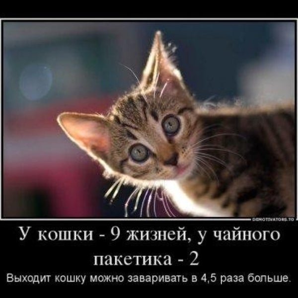 Учусь жизни у кота