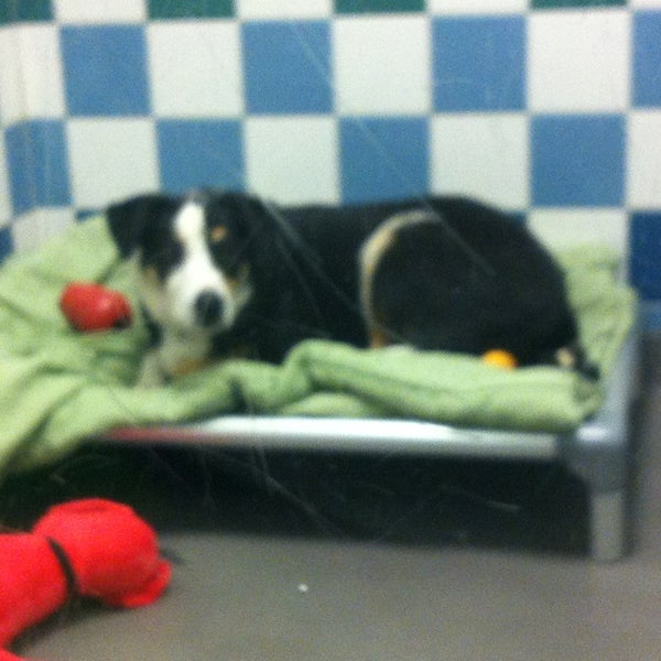 lucky paws coronado center