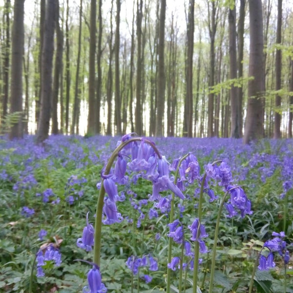 Hallerbos - Forest in Halle