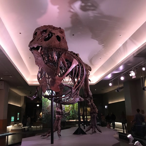 ティラノサウルスの全身骨格として世界的に名高い「Sue」は吹き抜けのあるロビーから2階の展示室に移動した