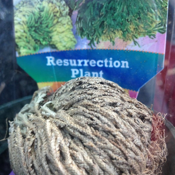 Fremont Flowers Flower Store in Fremont