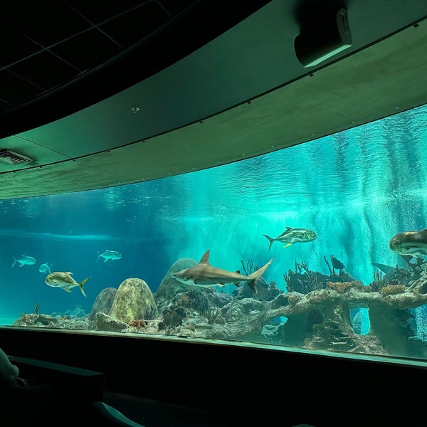 Foto scattata a OdySea Aquarium da Emma G. il 4/24/2023