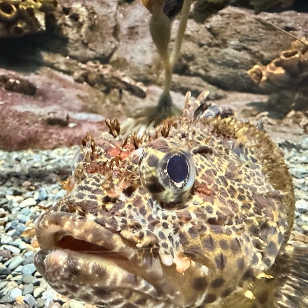4/24/2023에 Emma G.님이 OdySea Aquarium에서 찍은 사진