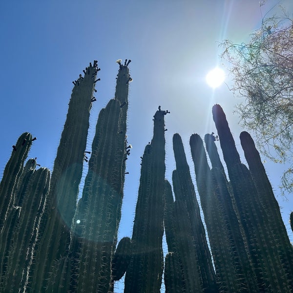 4/26/2023 tarihinde Emma G.ziyaretçi tarafından Desert Botanical Garden'de çekilen fotoğraf