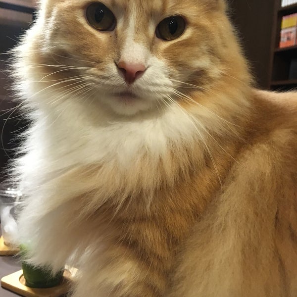 Cat Cafe Nyanny Akiba 秋葉原 外神田4 8 3 Cat Cafe Nyanny Akiba 秋葉原 外神田4 8 3