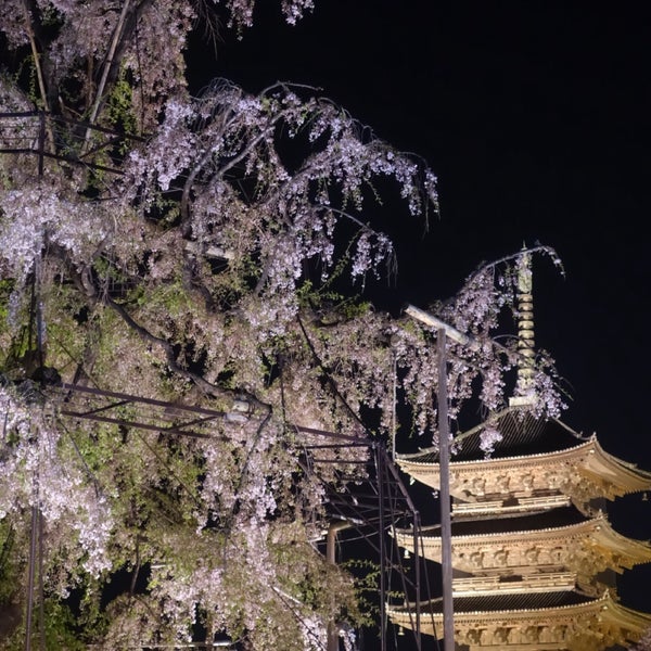 Fotos En 東寺 夜桜ライトアップ 不二桜に祈りをこめて 23 Visitantes