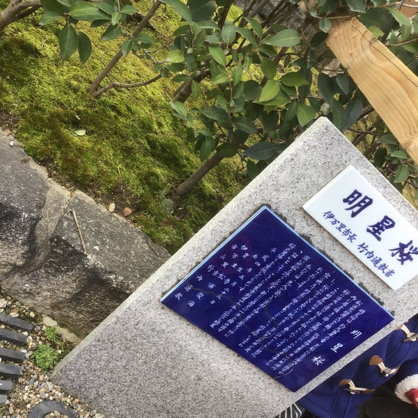 Photos At 明星桜