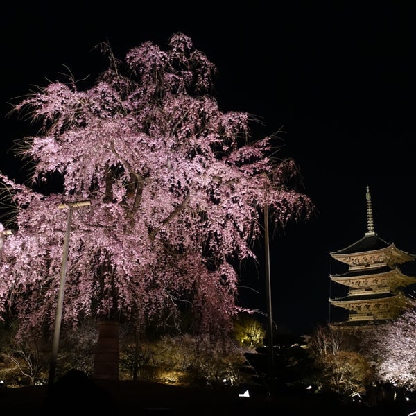 Fotos En 東寺 夜桜ライトアップ 不二桜に祈りをこめて 23 Visitantes