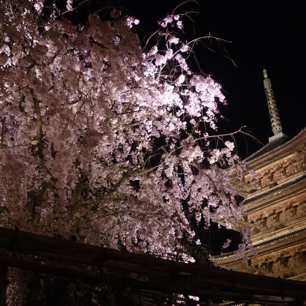 Photos At 東寺 夜桜ライトアップ 不二桜に祈りをこめて 22 Visitors Photos At 東寺 夜桜ライトアップ 不二桜に祈りをこめて 22 Visitors