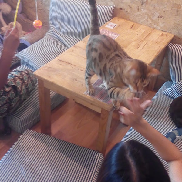 Catmosphere cat cafe is a place where all catlovers can come and relax. In the cafe people of all ages can drink a smoothy and play with the cats.