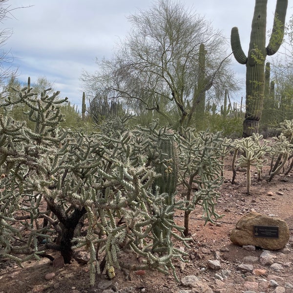 Das Foto wurde bei Desert Botanical Garden von Michael M. am 2/24/2024 aufgenommen