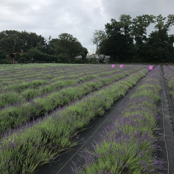 Photo taken at Lavender By the Bay - New York&#39;s Premier Lavender Farm by Peter S. on 9/3/2017