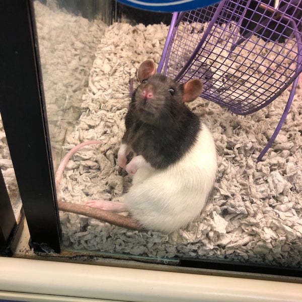 PetSmart Brentwood, TN