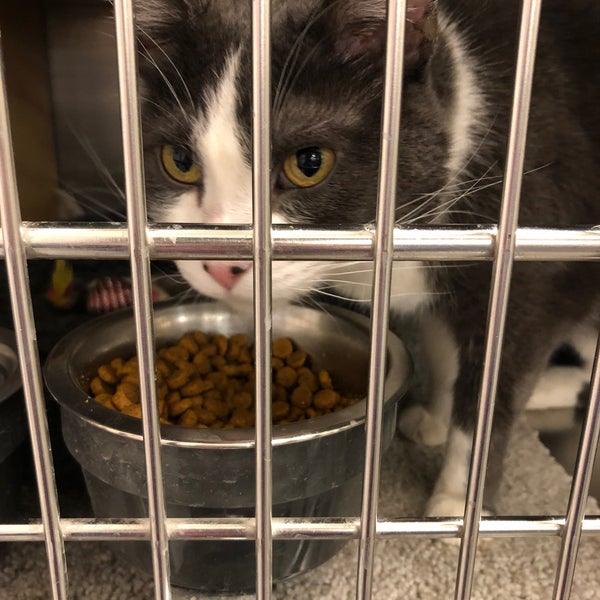 PetSmart Brentwood, TN