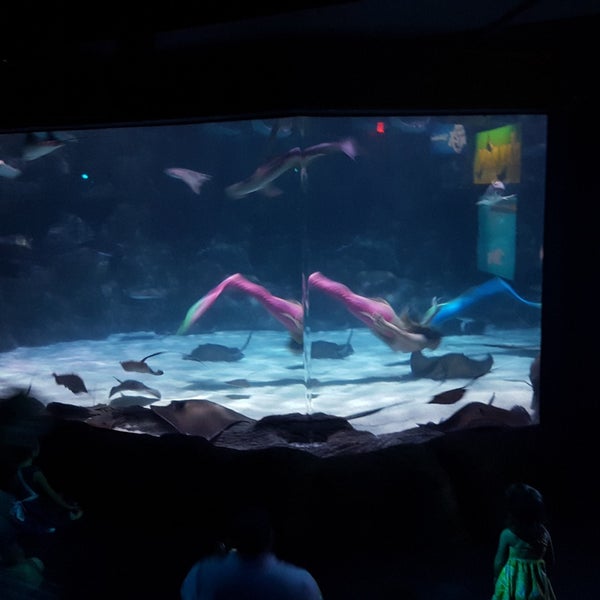 Photo taken at Ripley&#39;s Aquarium by James K. on 8/25/2018