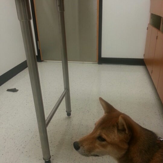 banfield walnut street