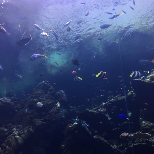 Membership at the California academy is the best - perfect for days out in the world of science.