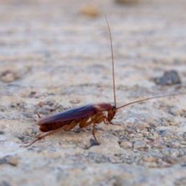 Photos At 1st Stryke Pest And Termite Control 11232 Lakeland Rd