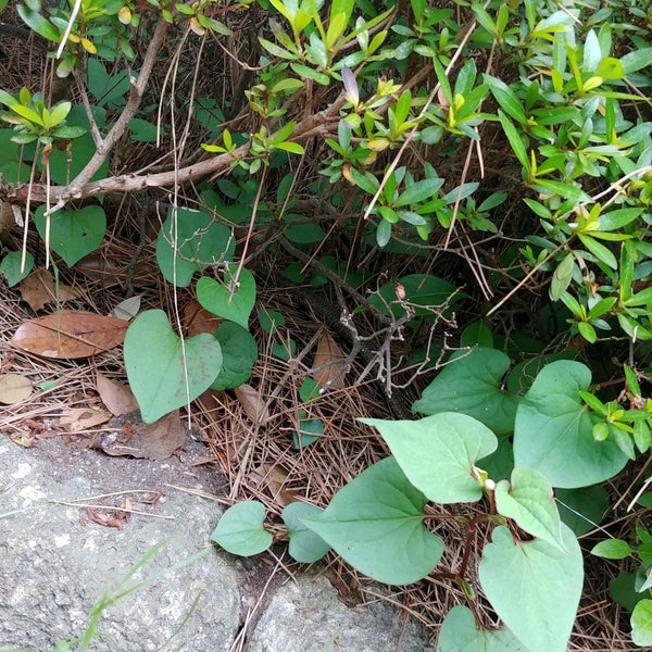 幕張海浜公園 花時計 Jardim Em 千葉市