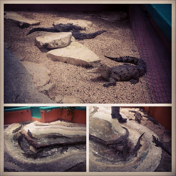 Foto scattata a Crococun Zoo da Weiss Kam . il 7/2/2013