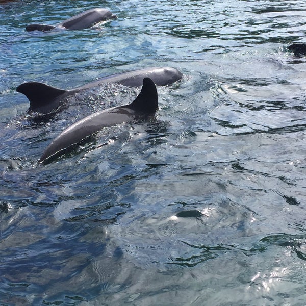 Photo taken at Discovery Cove by sailor on 9/2/2017