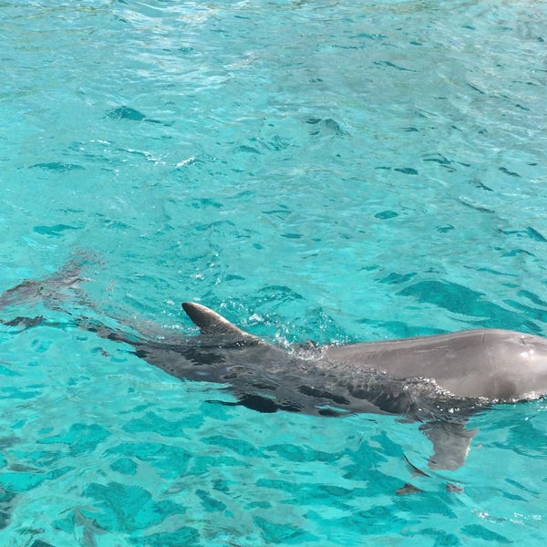Foto diambil di Dolphin Academy oleh Tatiane B. pada 12/5/2014