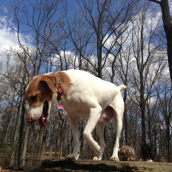 Photos At Cabin John Dog Park 7 Tips From 375 Visitors