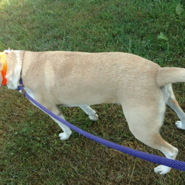 Photos at Blount County Animal Shelter - Pet Store