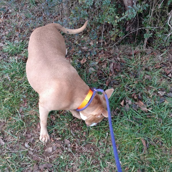 Blount County Animal Shelter Pet Supplies Store