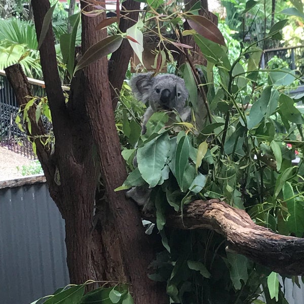 4/16/2018 tarihinde Alexa P.ziyaretçi tarafından Kuranda Koala Gardens'de çekilen fotoğraf