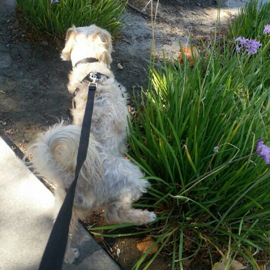 Photos at Apolinar Sangalang Park Lathrop, CA