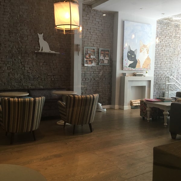 La chatte кафе. кафе телеграф бар великий новгород. кафе кошки великий новгород. кафе ля шат великий новгород. кафе cats саратов.