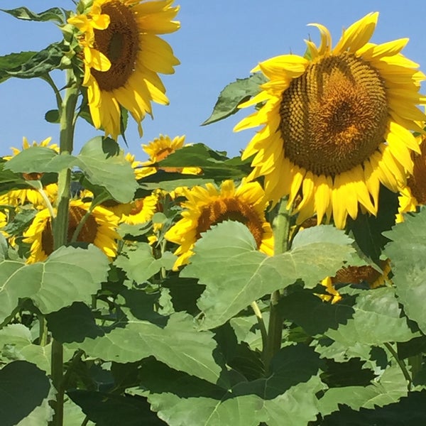 Photo taken at Sussex County Sunflower Maze by Rachel M. on 9/4/2017
