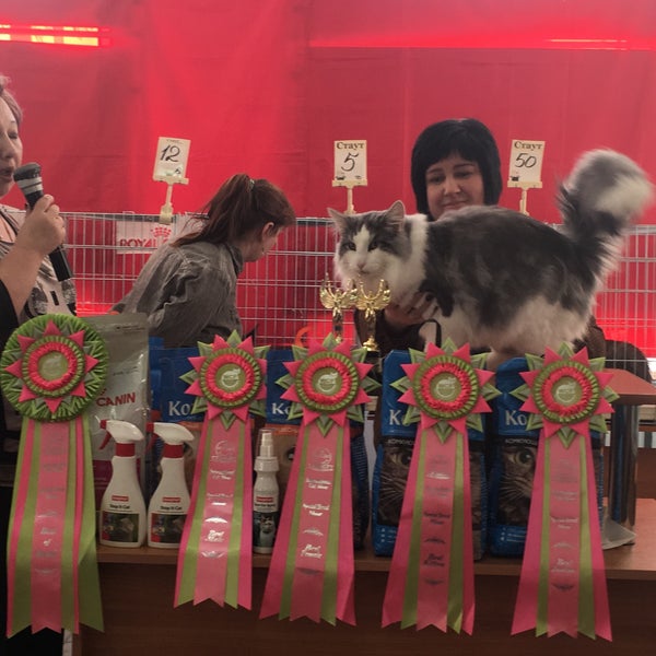 Иваново выставка кошек