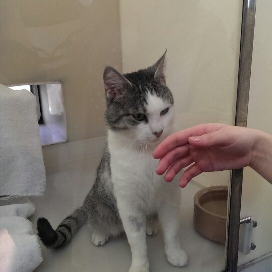 ark stubbington cats