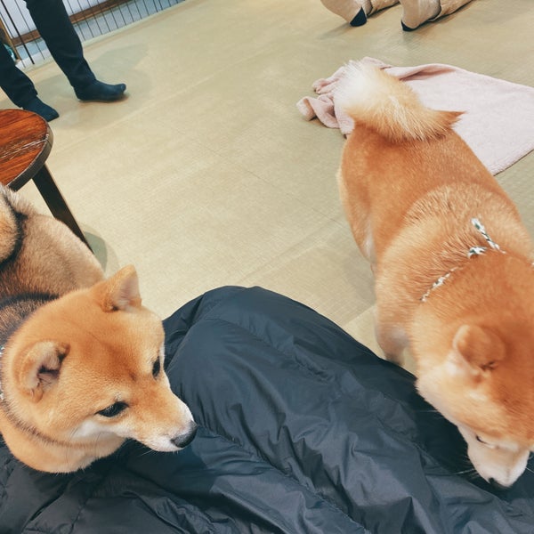 Photos At 京都豆柴cafe 京都市 京都府