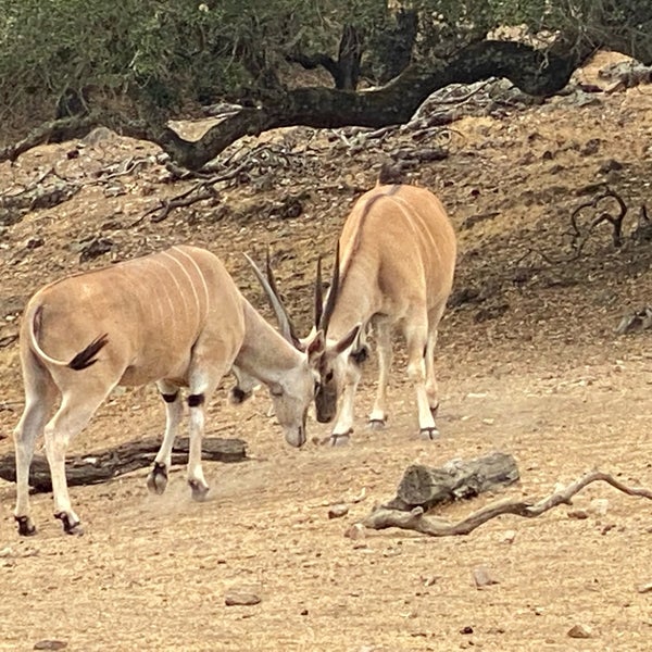 Photos at Safari West Wildlife Preserve & African Tent Camp - 18 tips