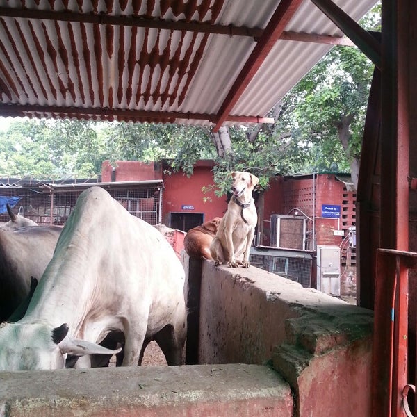 sanjay gandhi pet hospital