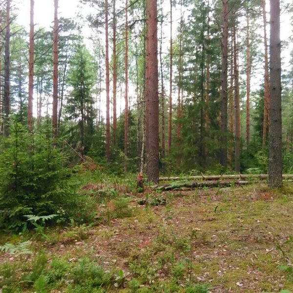 Лемболово Сосновый лес