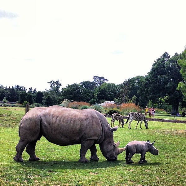 7/10/2013にLady T.がCotswold Wildlife Parkで撮った写真