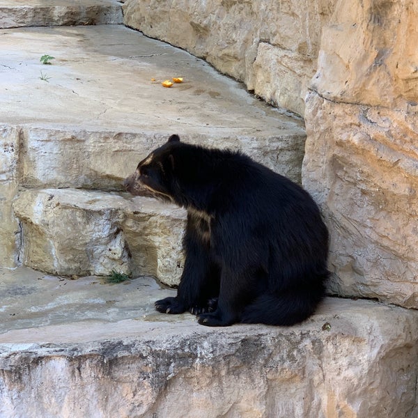 4/19/2019 tarihinde Iván R.ziyaretçi tarafından San Antonio Zoo'de çekilen fotoğraf