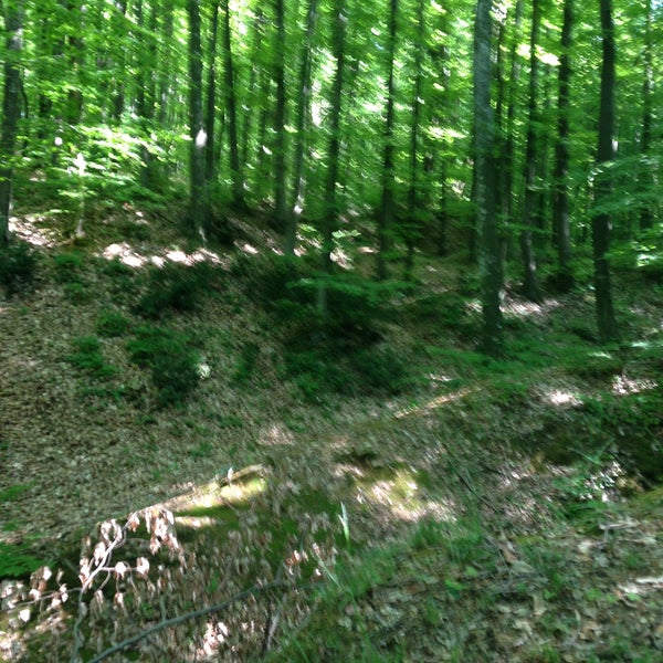5/12/2013 tarihinde Kader Y.ziyaretçi tarafından Belgrad Ormanı'de çekilen fotoğraf