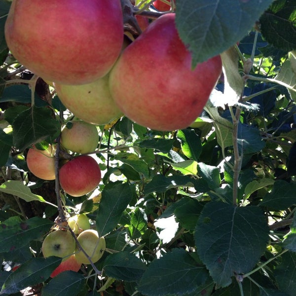 Photo taken at Wilson&#39;s Apple Orchard by Sarah C. on 9/29/2013
